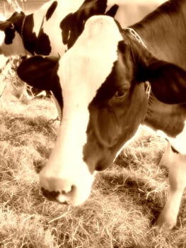 A closeup of a dairy cow eating hay in the barn - sepia tone.