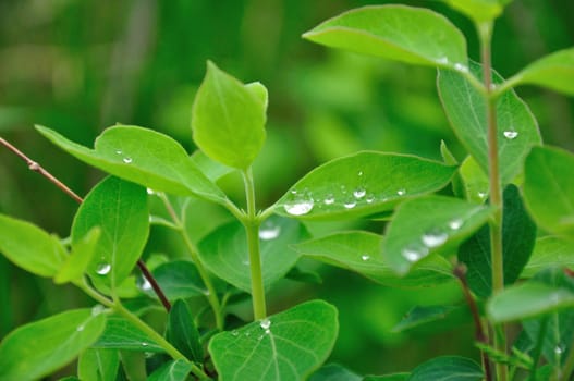 Water droplets collect on green leaves in the late morning.