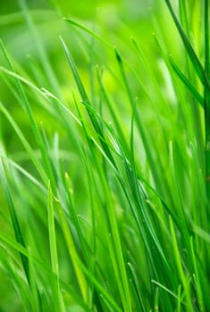 green grass in summer sun