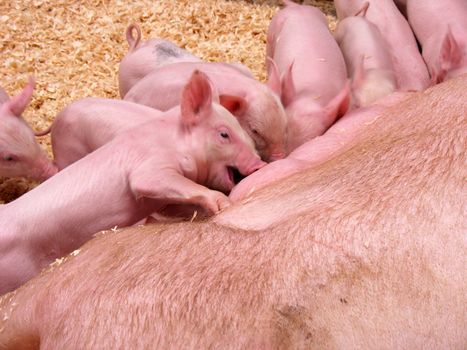 A bunch of cute piglets all lining up to eat.  There is slight motion blur on the face main piglet at 100%, as he was going crazy to grab a bite to eat.