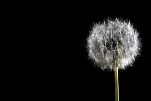 Dandelions isolated on black background