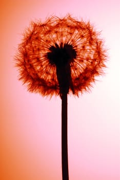 Blow-ball isolated on red, backlit