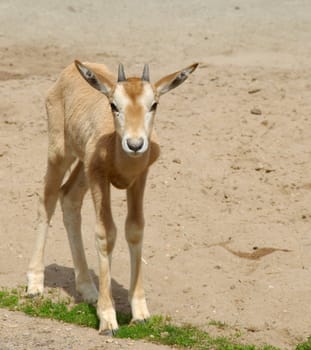 young antelope