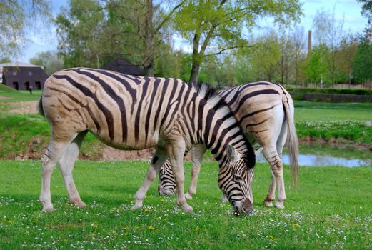 zebras on a background of a beautiful landscape