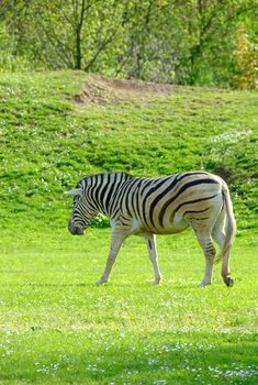 zebras on a background of a beautiful landscape