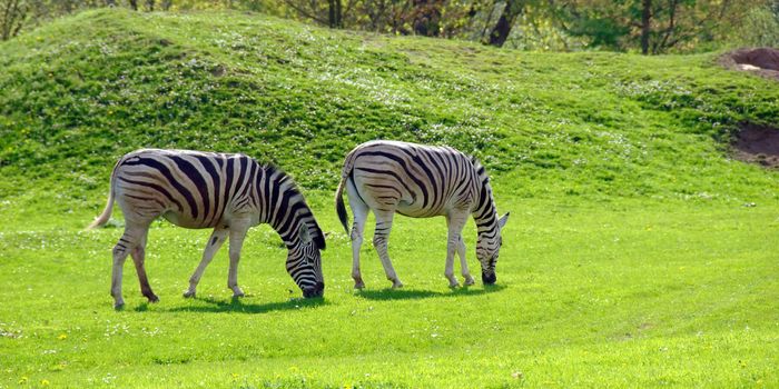 zebras on a background of a beautiful landscape