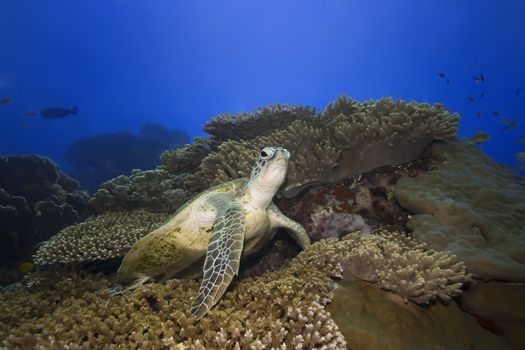 Green turtle underwater on a coral. Sipadan. Celebes sea