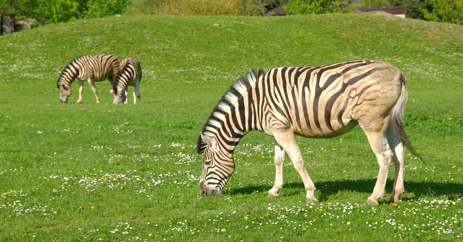 Zebras on a background of a beautiful landscape