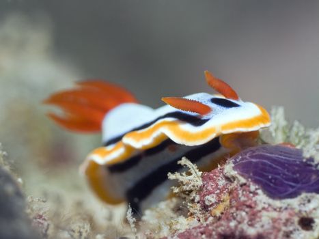 Nudibranch on a coral underwater. Sipadan. Celebes sea