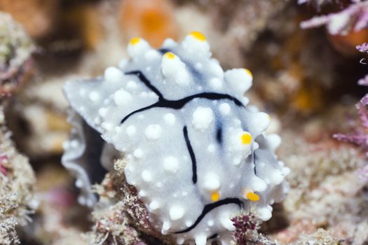 Nudibranch on a coral underwater. Sipadan. Celebes sea