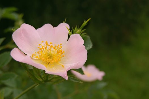 pink dog-rose over green with copy space