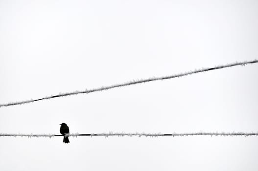 One bird on electric wire