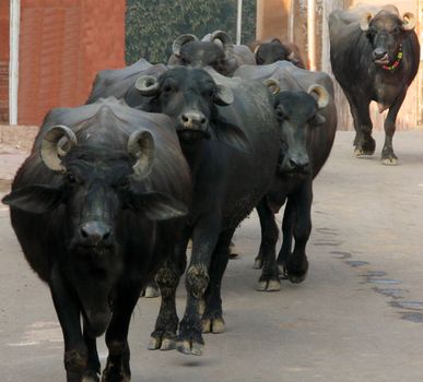 A herd of buffalo walk down the street outside of the Taj Mahal in India.