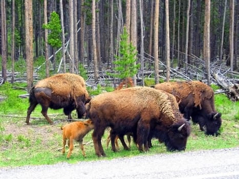 A buffalo herd grazing in Yellowstone Nationa Park