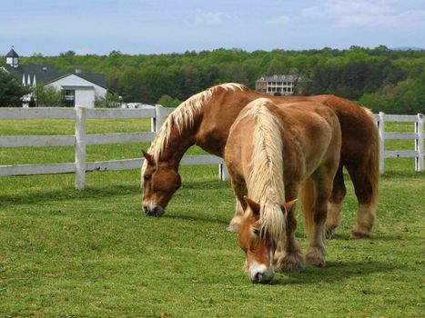 Two horses grazing in a pasture.