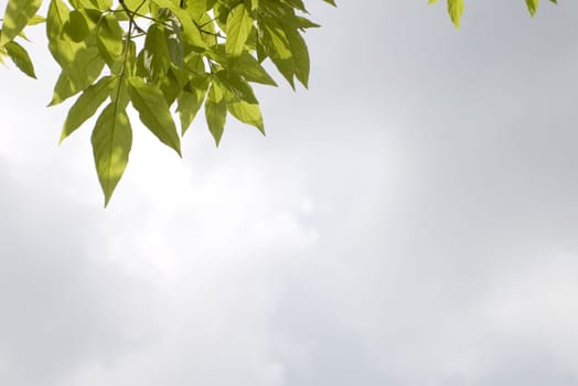 green leaves, shallow focus on clouds background