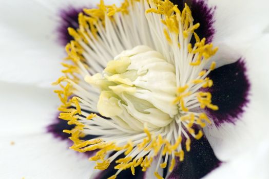 White Peony close up by macro lens

