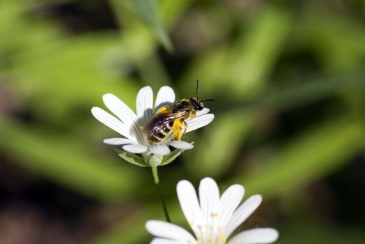 white beautiful flower on the green background and bee