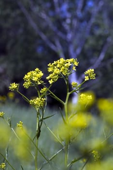 Rape oilseed flower over blooming field