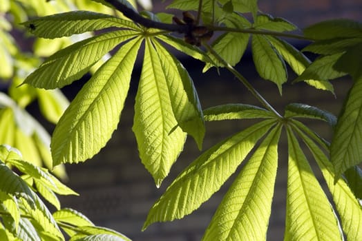 green leaves on wall background