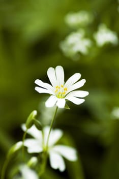 white beautiful flower on the green background and copy space for sample text here