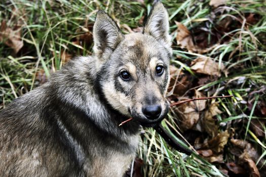 Young dog keeps in teeth branch and asks to play