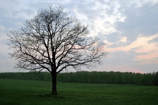 Evening landscape - green hills and tree