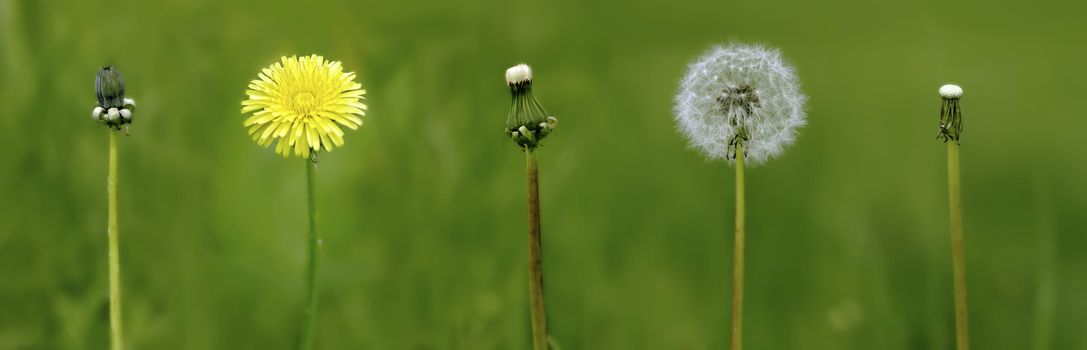 evolution period to lifes of the dandelion