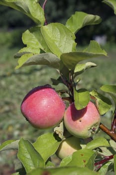 Two sweet apples on tree in family's garden