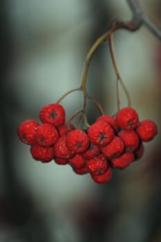 cluster of rowanberry on tree