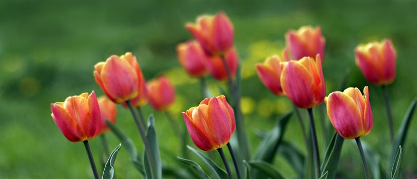 Bright spring's tulips  on green blured background