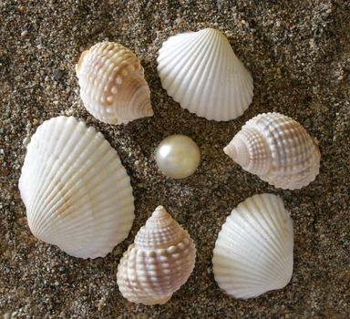 good shells, stones and pearl on sea sand