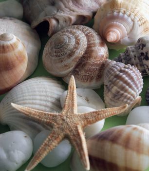 good shells and stones still life