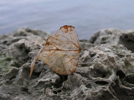 Dead leave on the stone