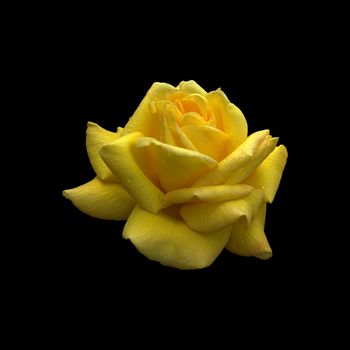 Hybrid Tea Rose "Arthur Bell" with clipping path