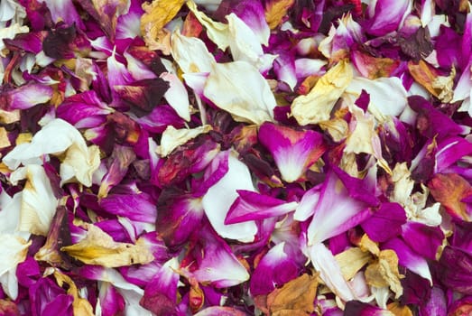 Old fashioned pot pourri of scented rose petals, gathered on a summer morning