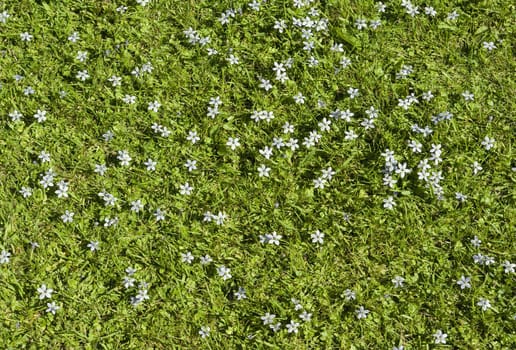 Patch of blue speedwell scattered amongst the grass in a summer lawn