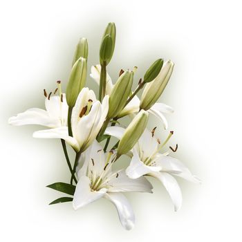 Spray of Lilies with clipping path (the drop shadow effect is not included in the clipping path)