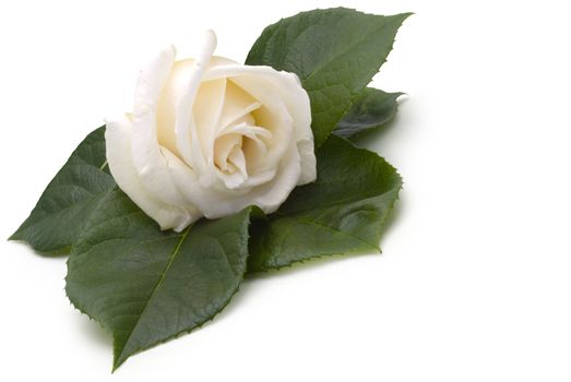 Beautiful creamy white rose on a bed of rose leaves (clipping path included), on a white background
