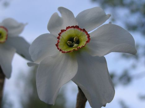 Photo of white daffodils closeup