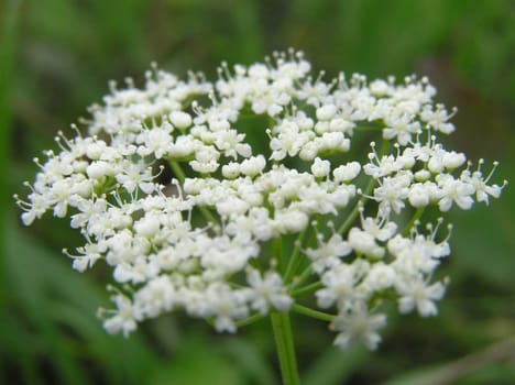 Photo of beautiful white milfoil flower closeup