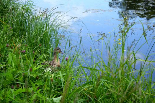 wild duck stay at the native-grasses on the bank of pond
