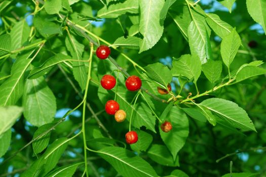 wild sweet cherry on nature background