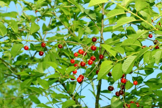 wild sweet cherry on nature background