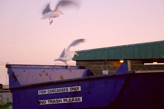 Turned pink by the intense sunset light, Glaucous-winged Gulls (Larus glaucescens) fly away from fish carcass bin.  People cleaning fish on the Homer Spit, leave the offal in bins to be either carted away or fed to the gulls who scavange the leftovers.