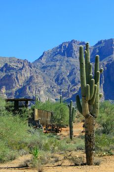 Saguaro cactus (Carnegiea gigantea) and abandoned gold mines dot the landscape surrounding the Superstition Mountains in the hot, arid desert of Arizona.