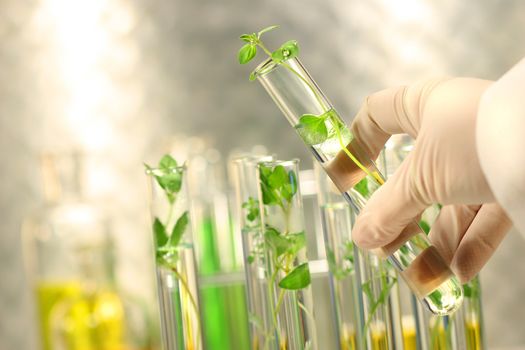 Close-up of small plants in test tubes