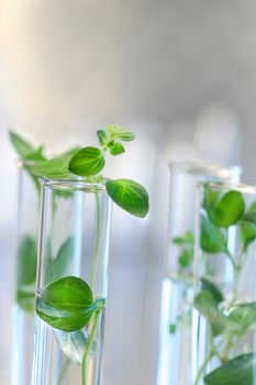 Test Tubes with small plants