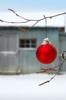 Christmas ball hanging on birch branch  in front of barn
