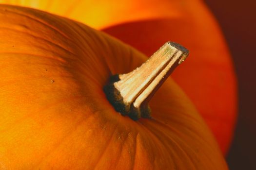 Pumpkins (Cucurbita moschata) belong to the same family as squash.  They are high in vitamin A and are used for pies at Thanksgiving and Jack-o'-lanterns at Halloween.